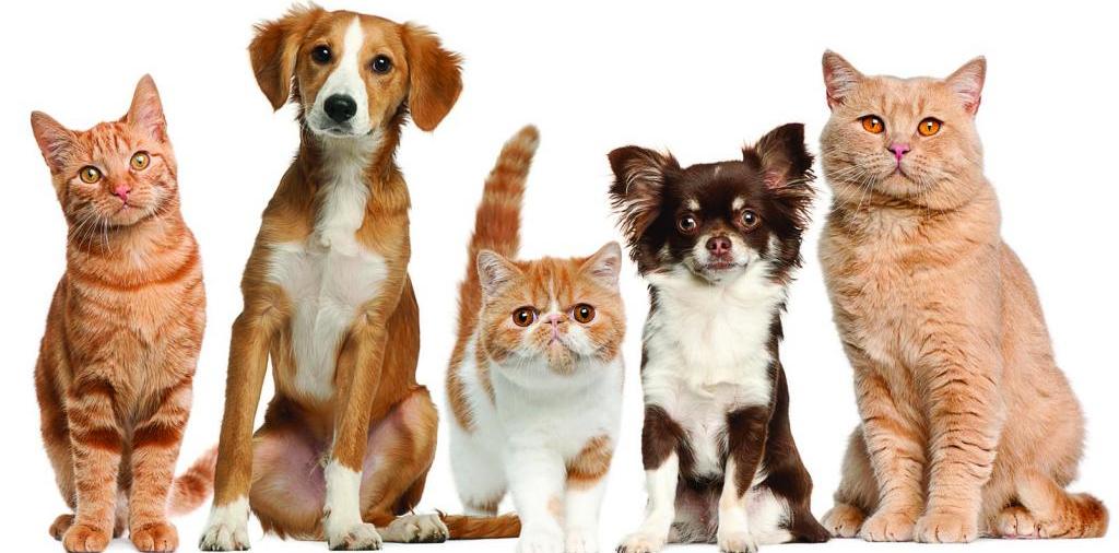 Доска объявлений о животных | ЗооТом - продажа, вязка и услуги для животных в Никеле