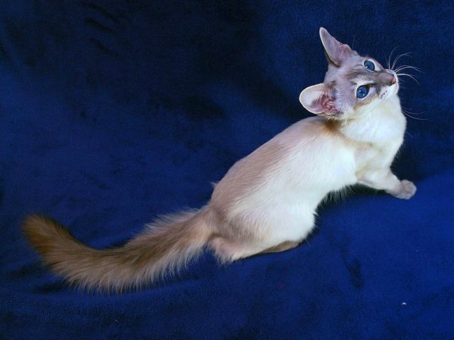Выведенные породы кошек в Никеле | ЗооТом портал о животных
