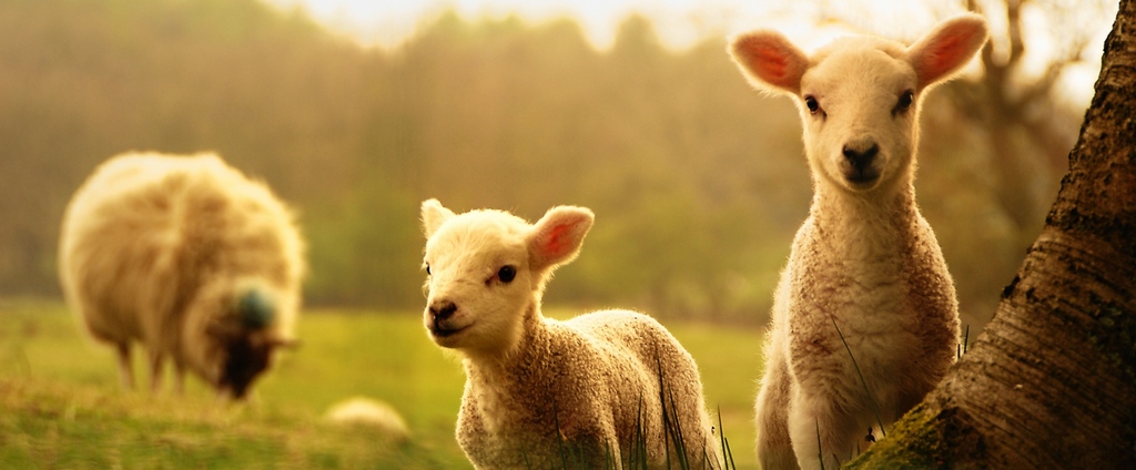 Объявления о сельскохозяйственных животных | ЗооТом - продажа, вязка и услуги для животных в Никеле