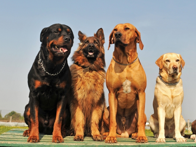 Крупные породы собак в Никеле | ЗооТом портал о животных